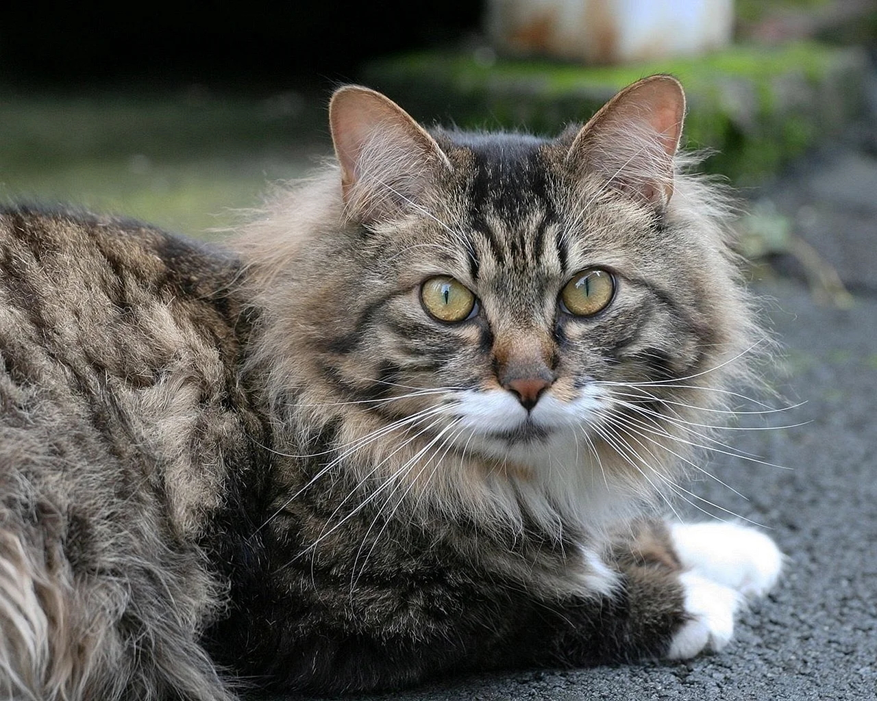Сибирская кошка Мурзик