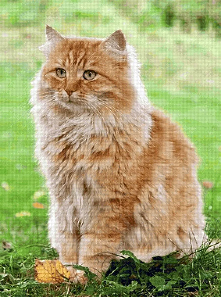 Сибирская кошка палевая