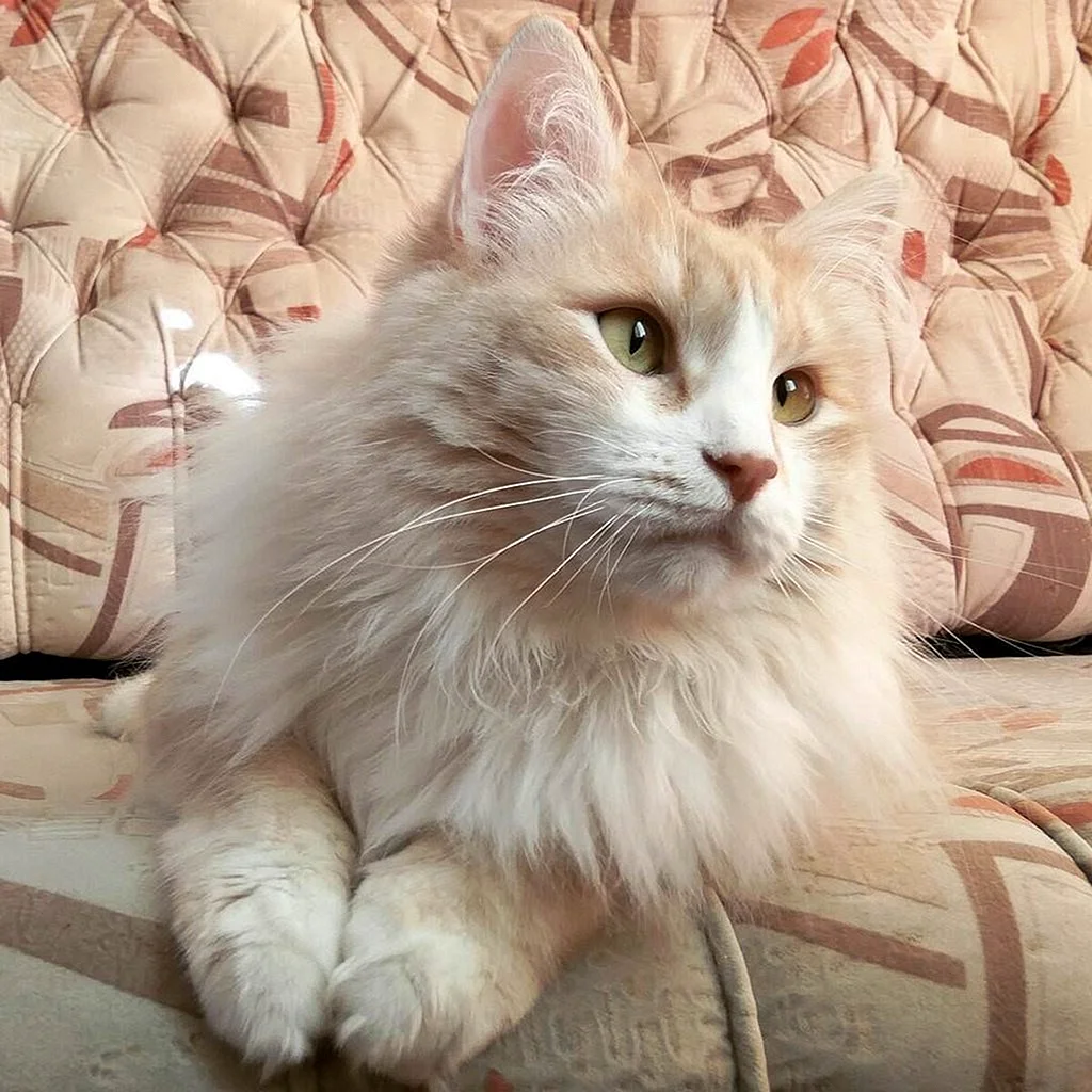 Сибирская кошка палевая