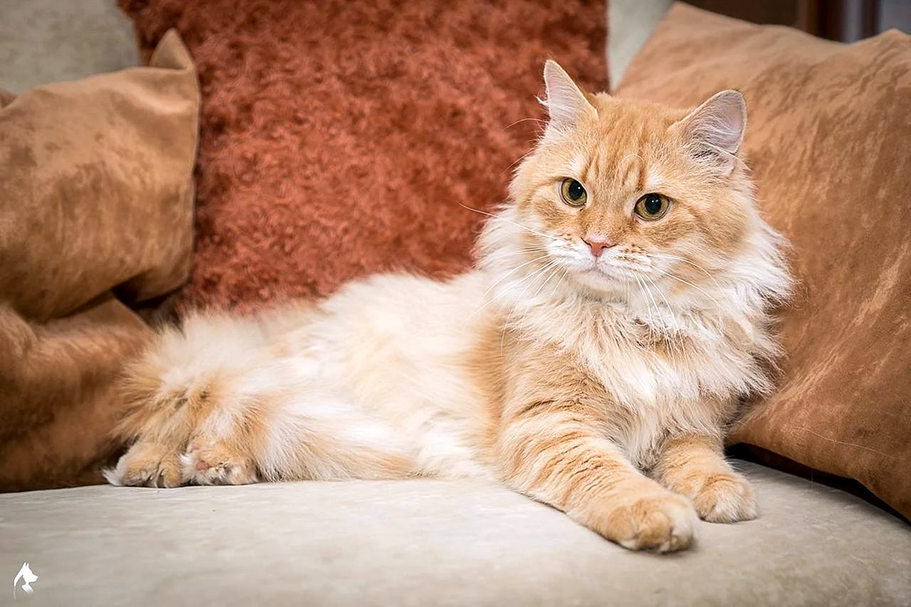 Сибирская кошка персиковая длинношерстная