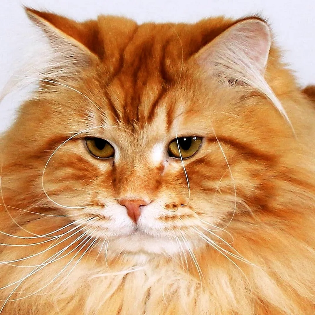 Порода кошек с рыжей шерстью. Рыжий длинношерстный Сибирский кот. Сибирская кошка рыжая длинношерстная. Сибирская кошка палевая. Сибирская кошка рыжая короткошерстная.