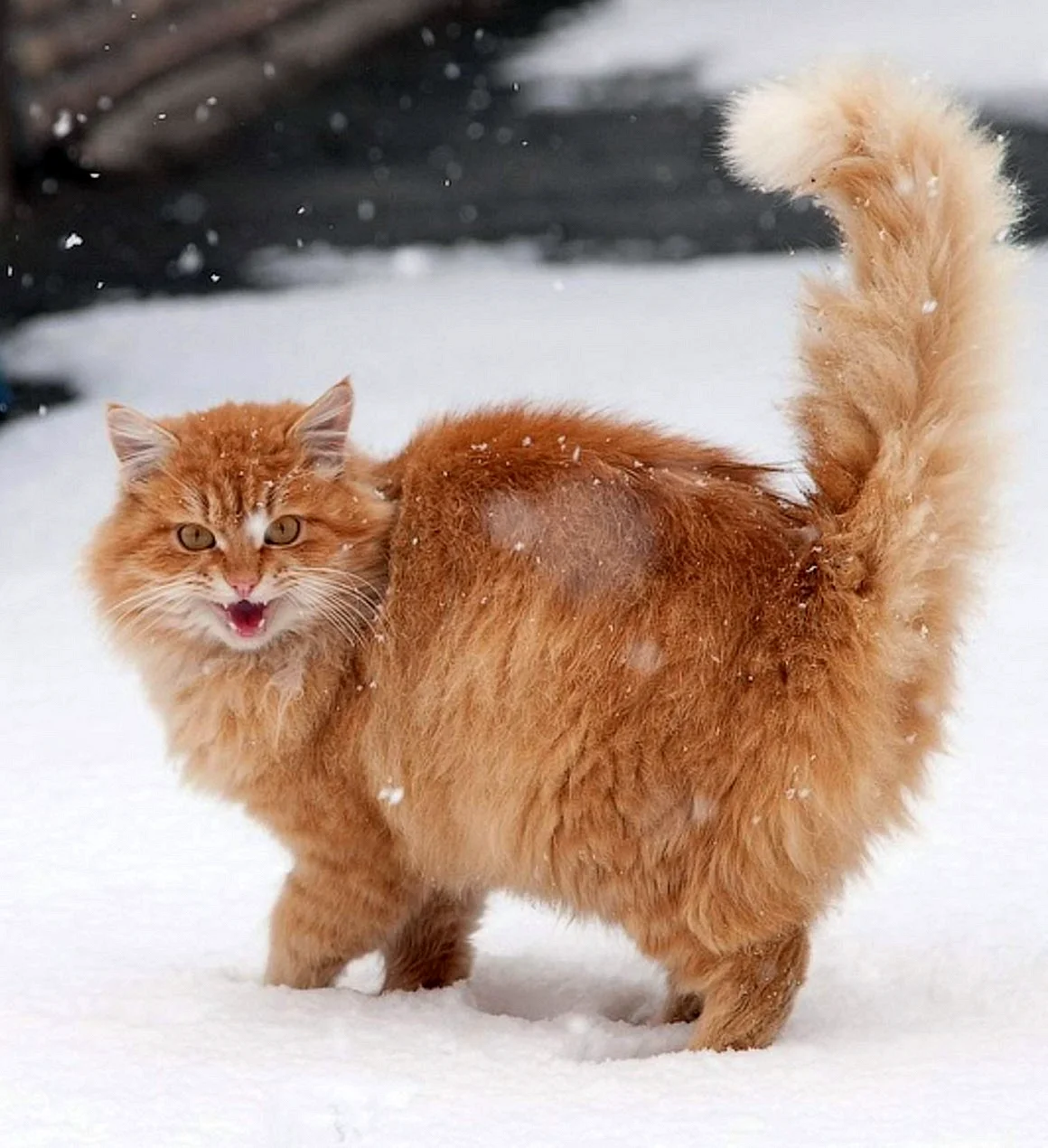 Сибирская кошка рыжая пушистый