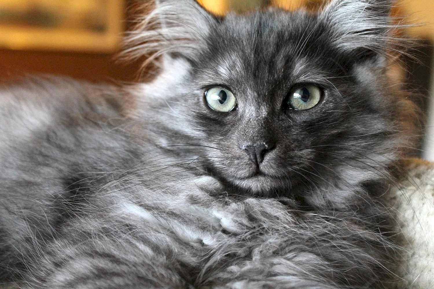 Сибирская кошка серая дымчатая