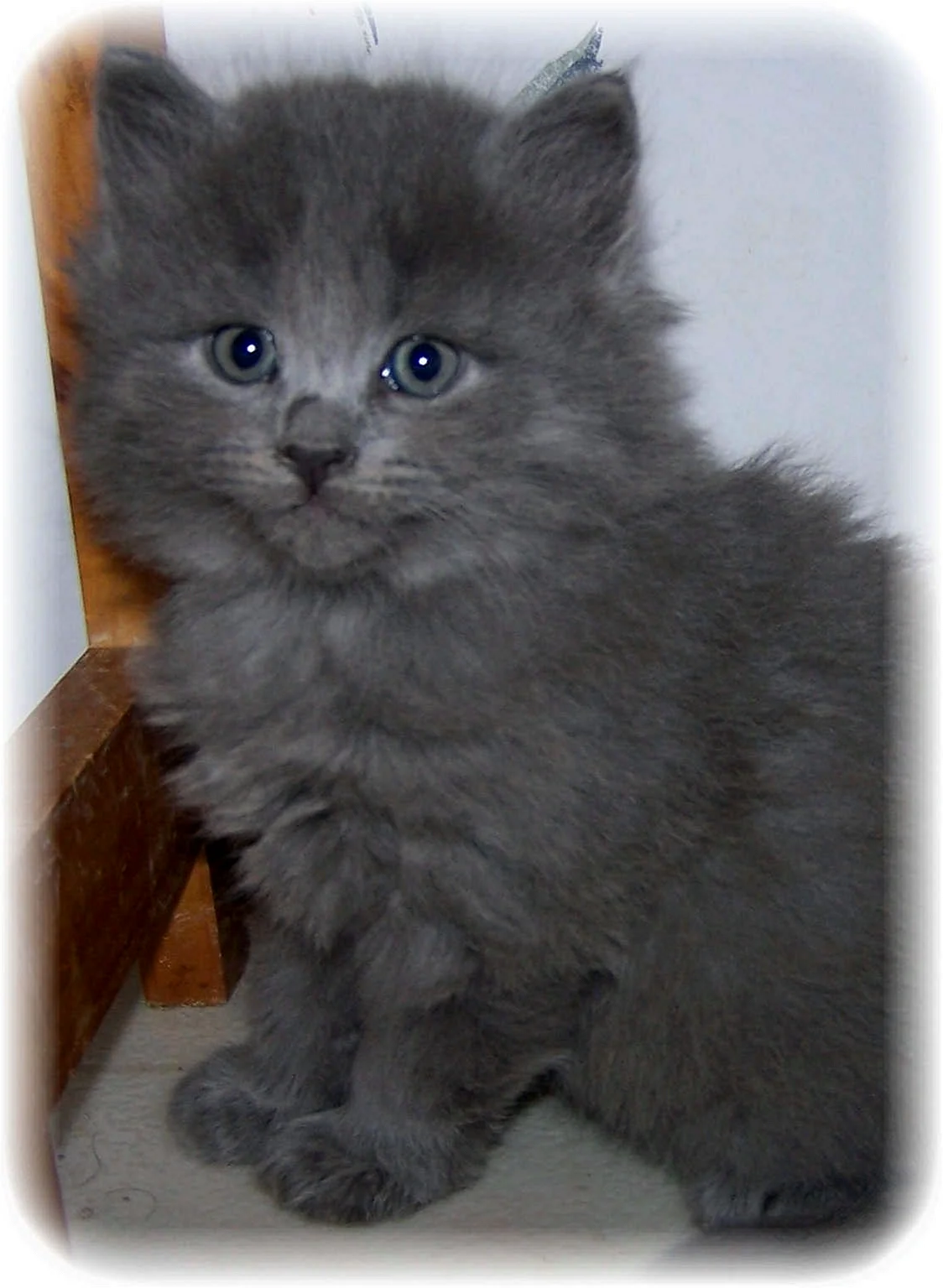 Сибирская кошка серая котенок