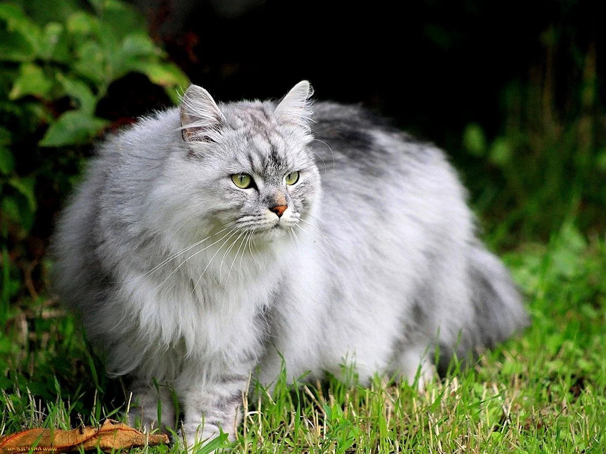 Сибирская кошка серая пушистая