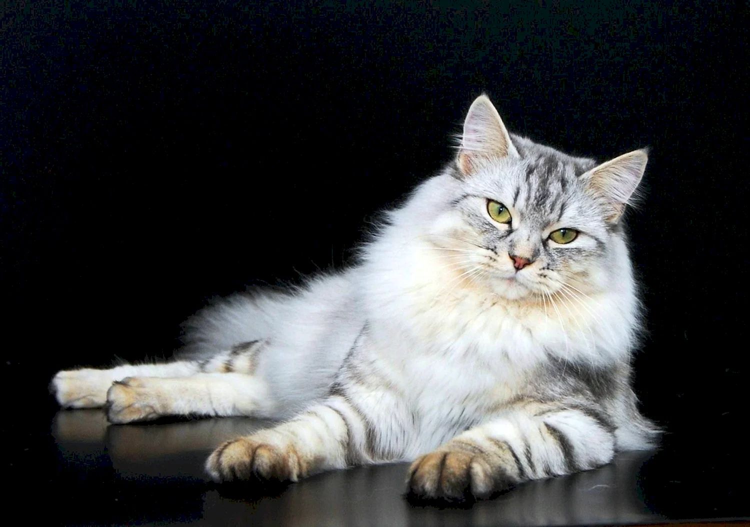 Сибирская кошка Сибирская