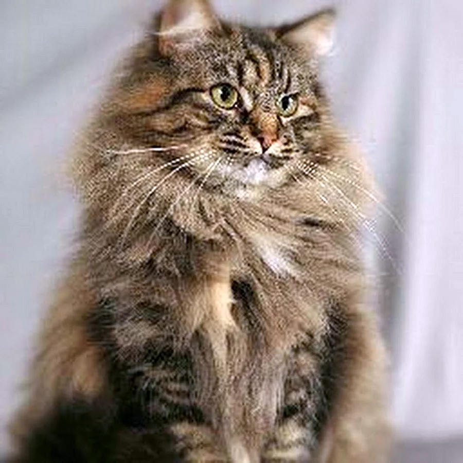 Сибирская кошка табби Браун