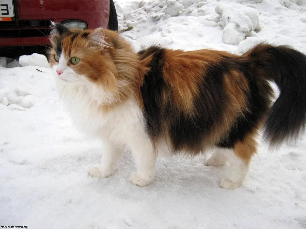 Сибирская кошка трехцветная пушистая