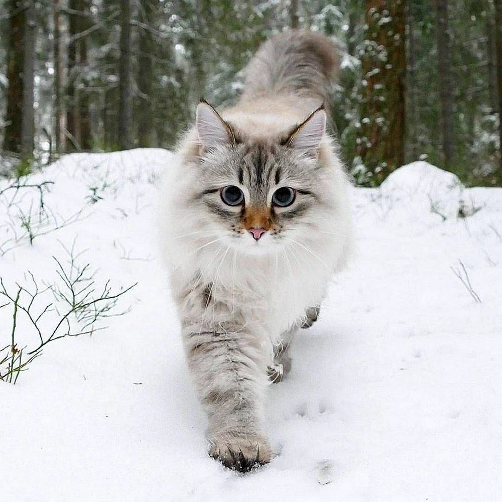 Сибирская Лесная котята
