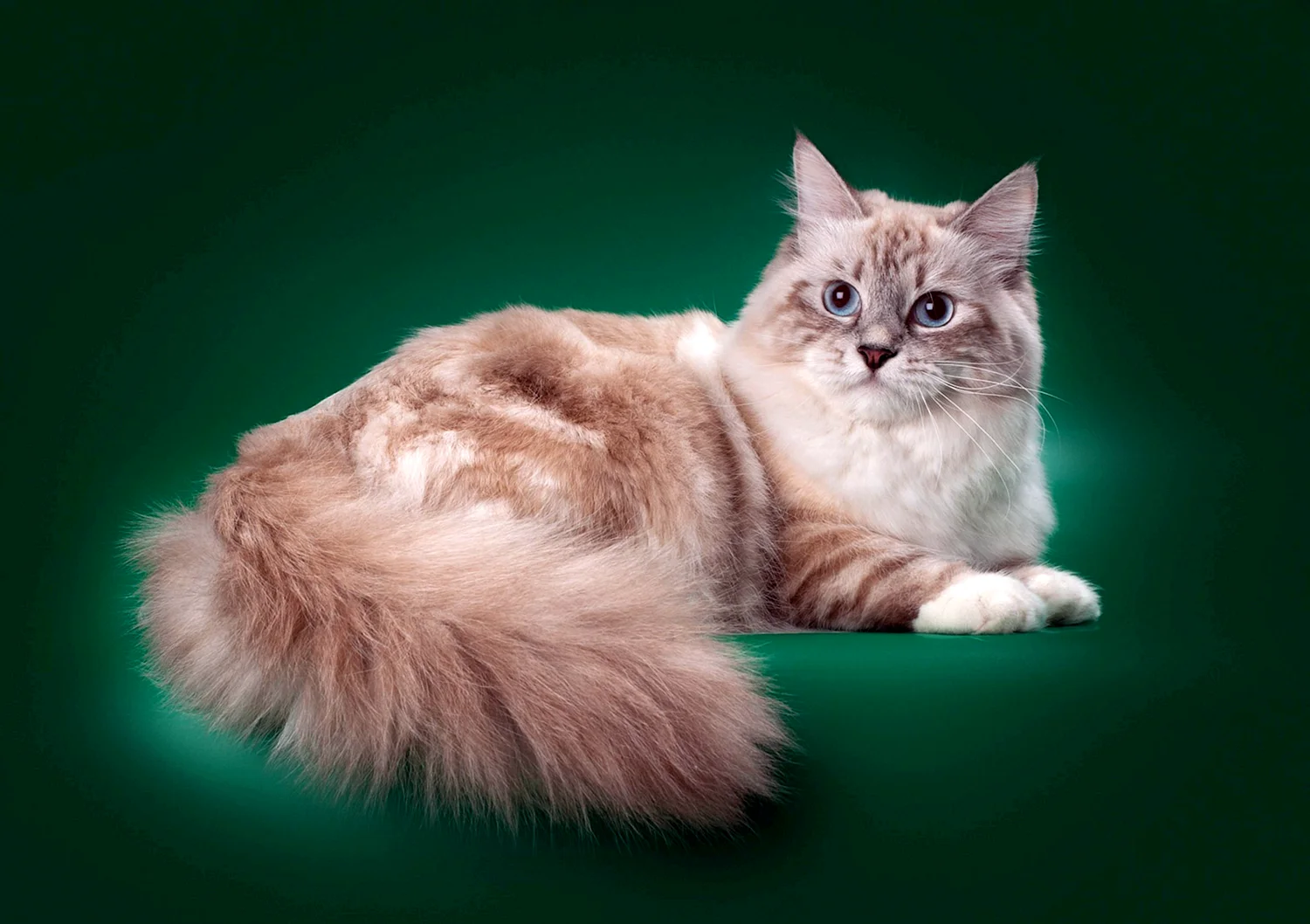 Сибирская Невская маскарадная кошка
