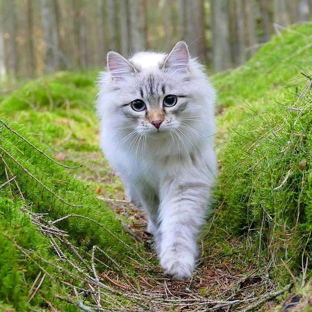 Сибирская Норвежская Лесная кошка