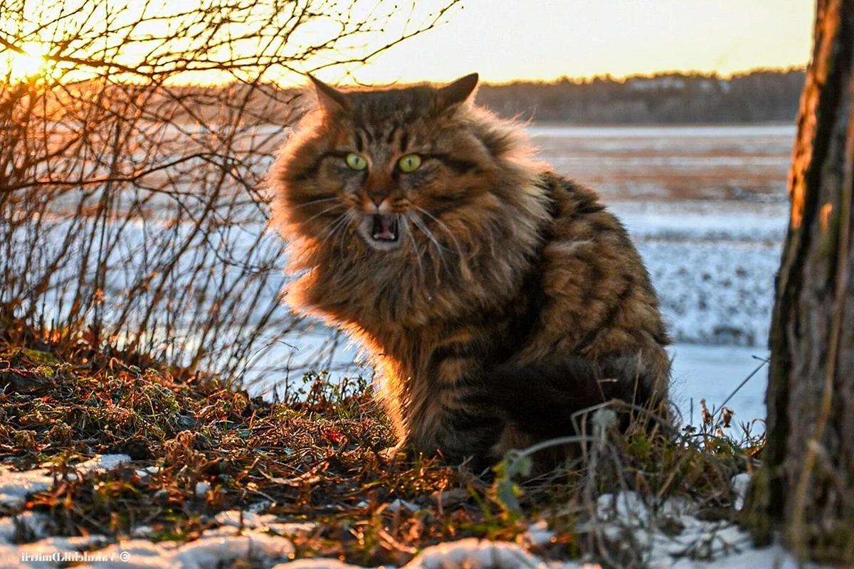 Сибирская охотничья кошка
