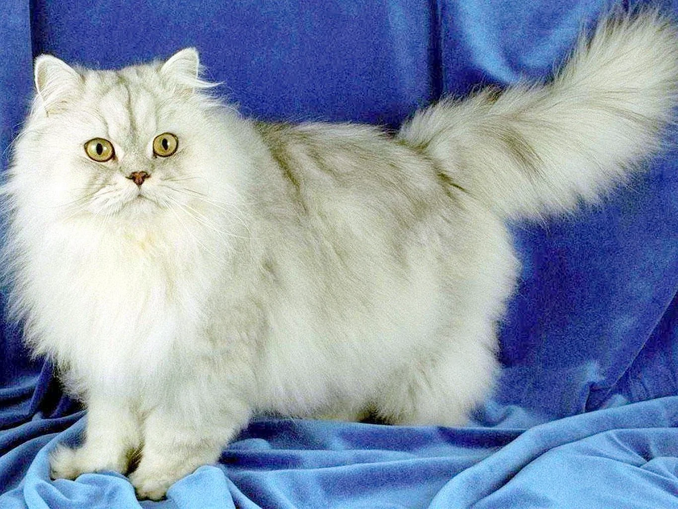 Сибирская Персидская шиншилла кошка
