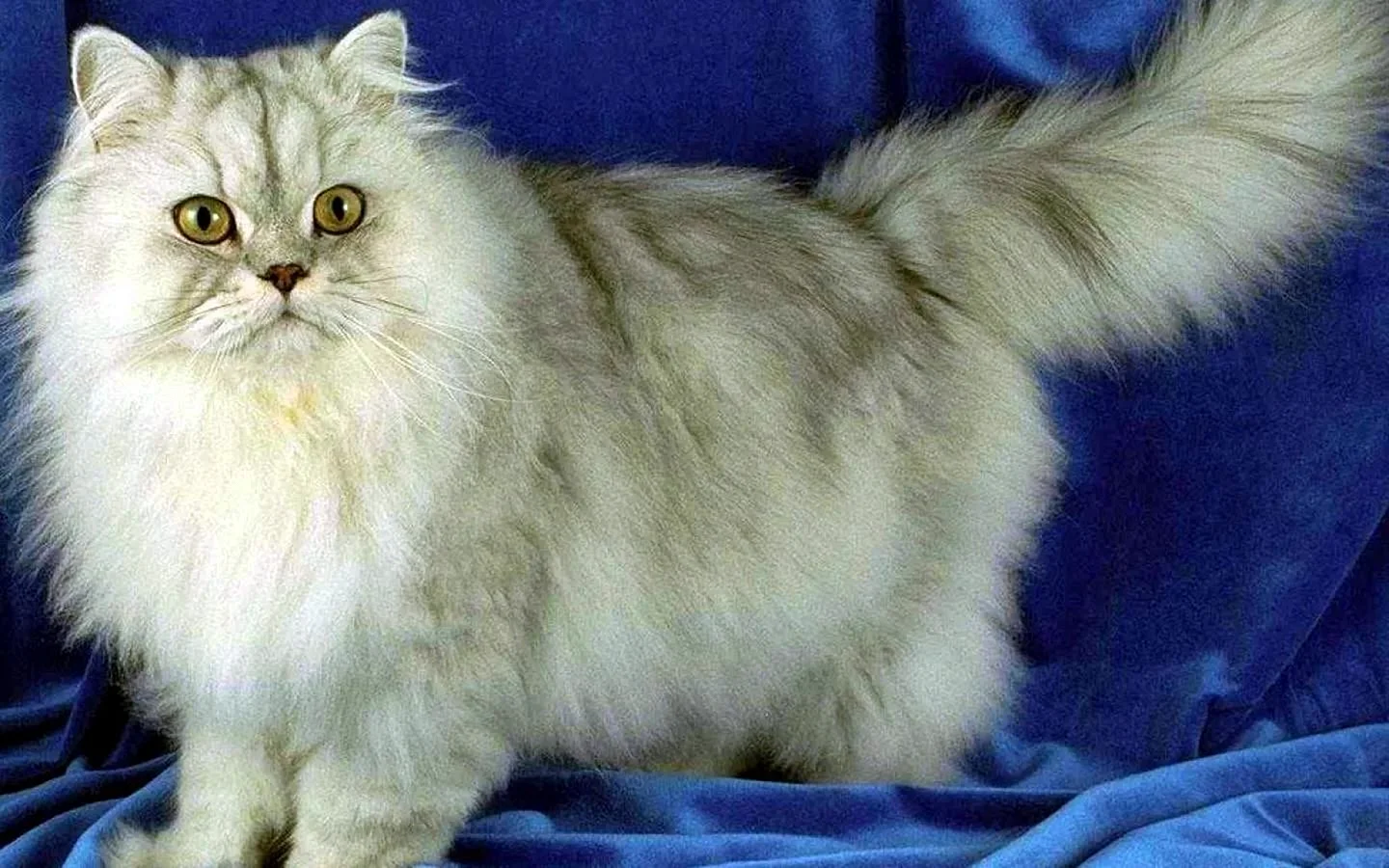 Сибирская Персидская шиншилла кошка