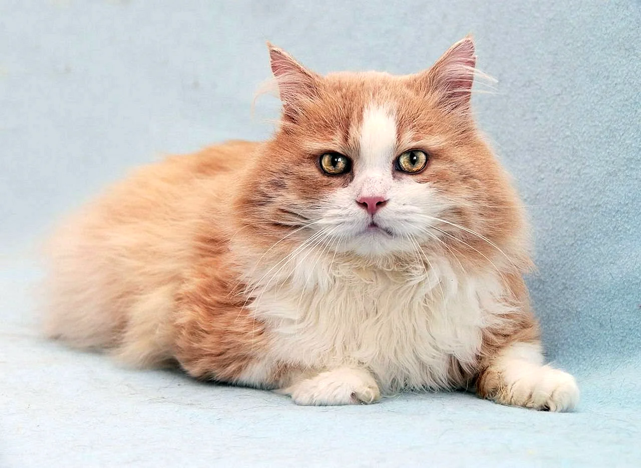 Сибирская персиковая кошка