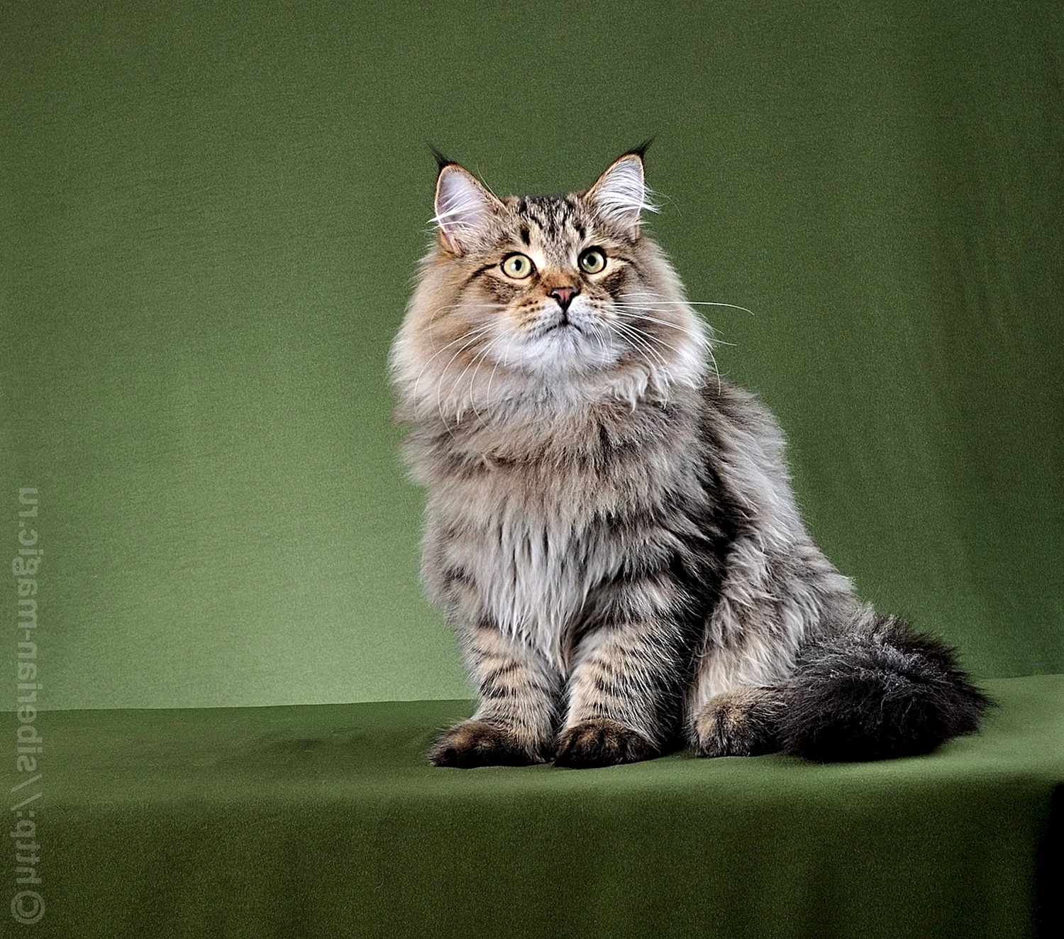 Сибирская сторожевая кошка