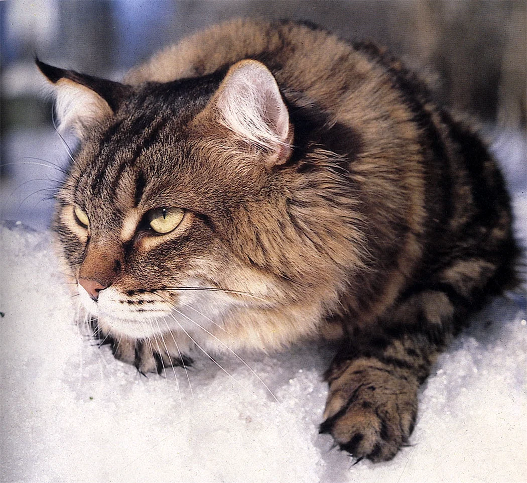 Сибирская сторожевая кошка