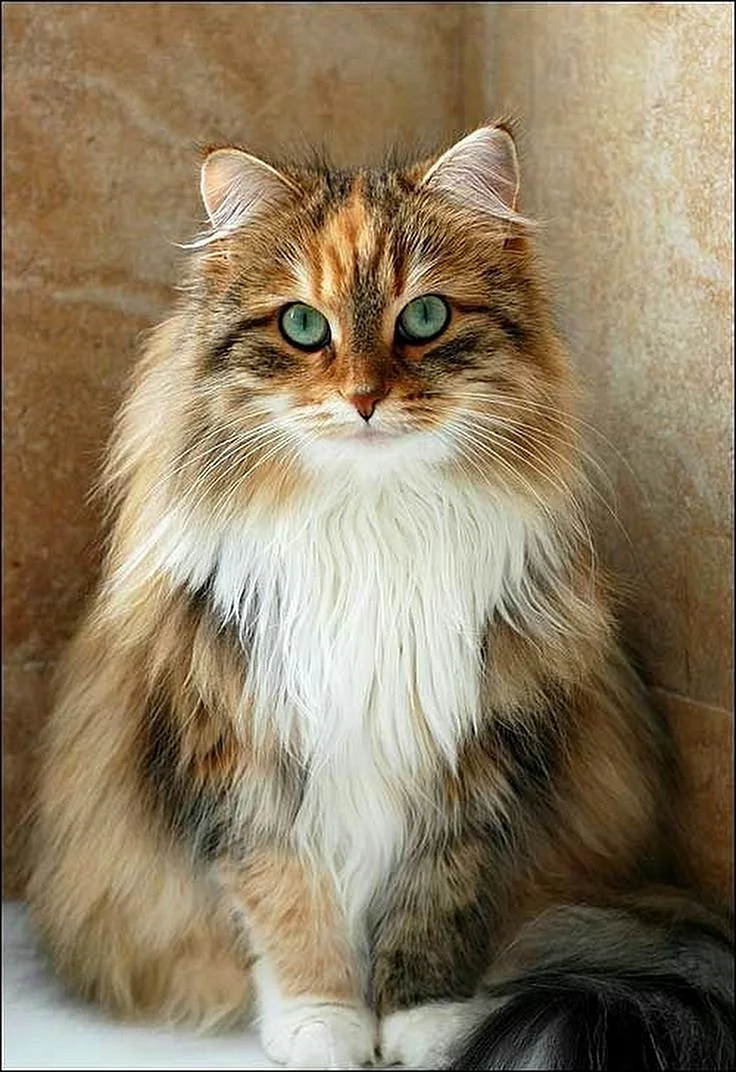 Сибирская трехшерстная кошка