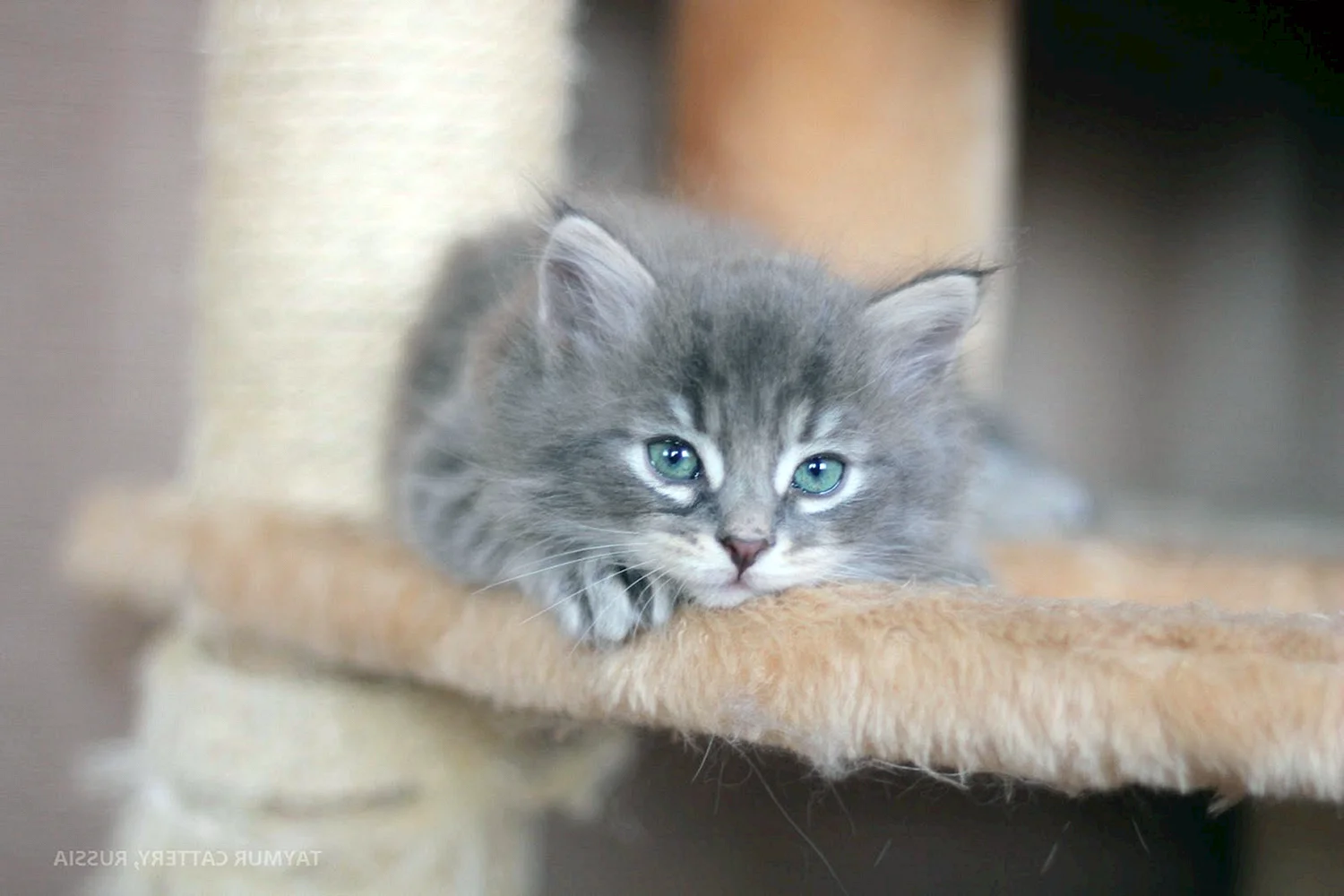 Сибирские голубые котята
