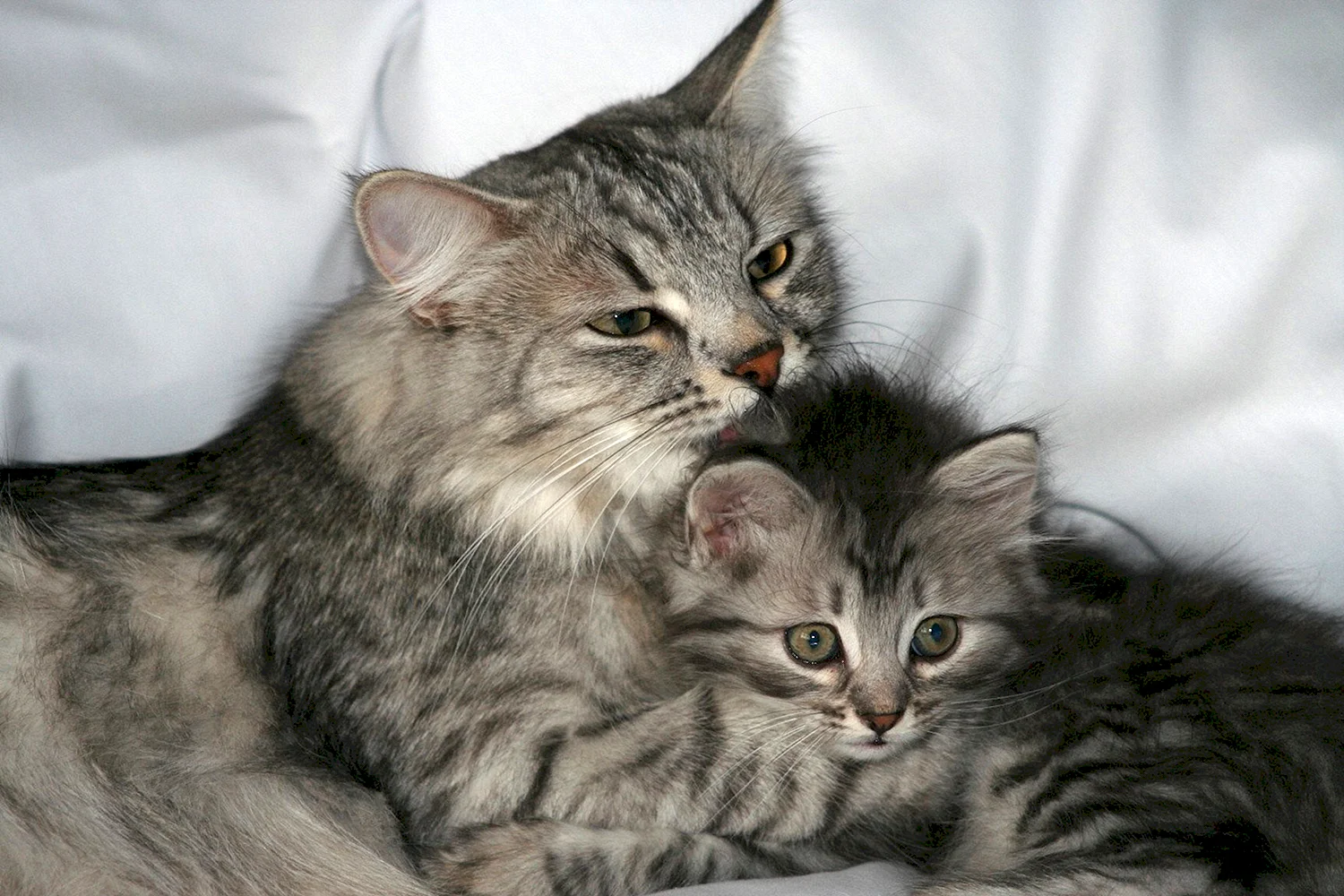 Сибирские котята с мамой