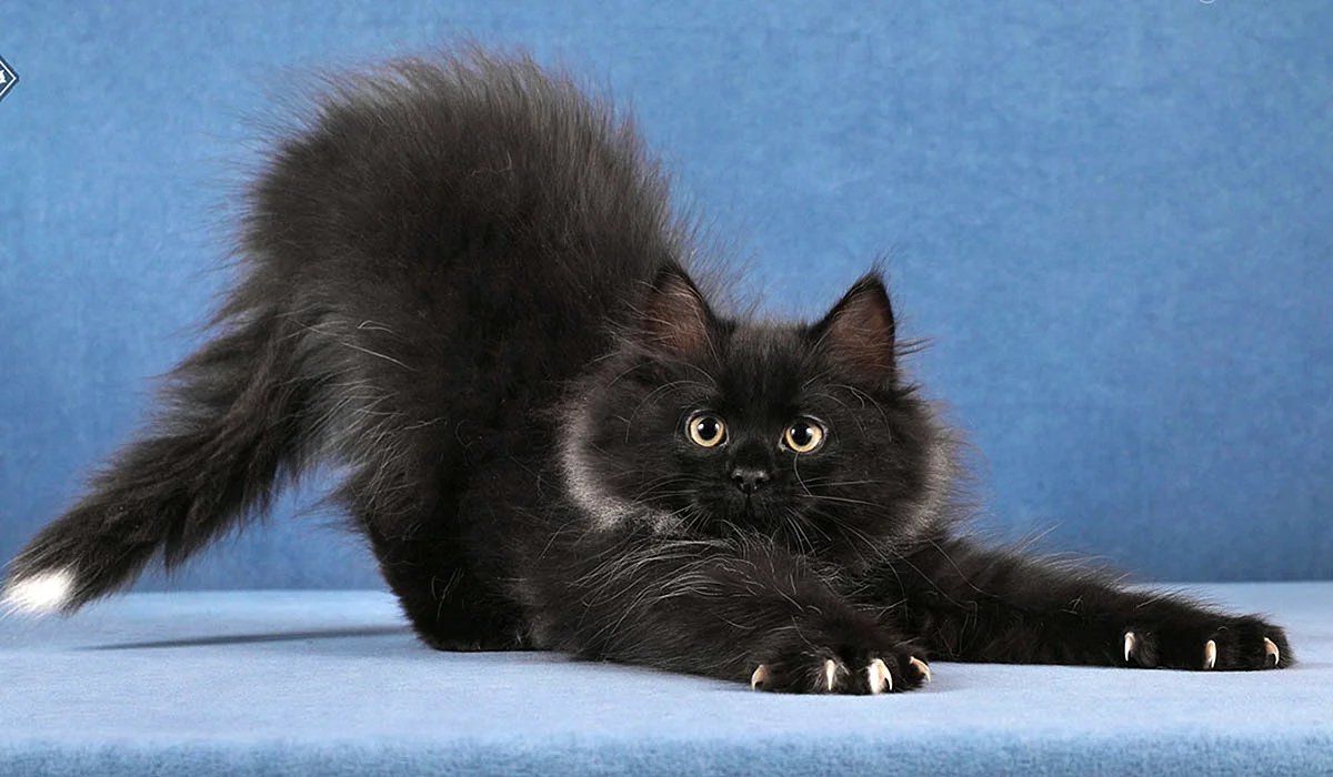 Сибирские коты черные