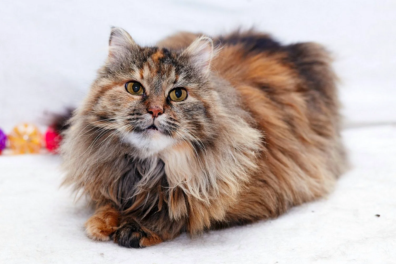 Сибирские коты длинношерстные