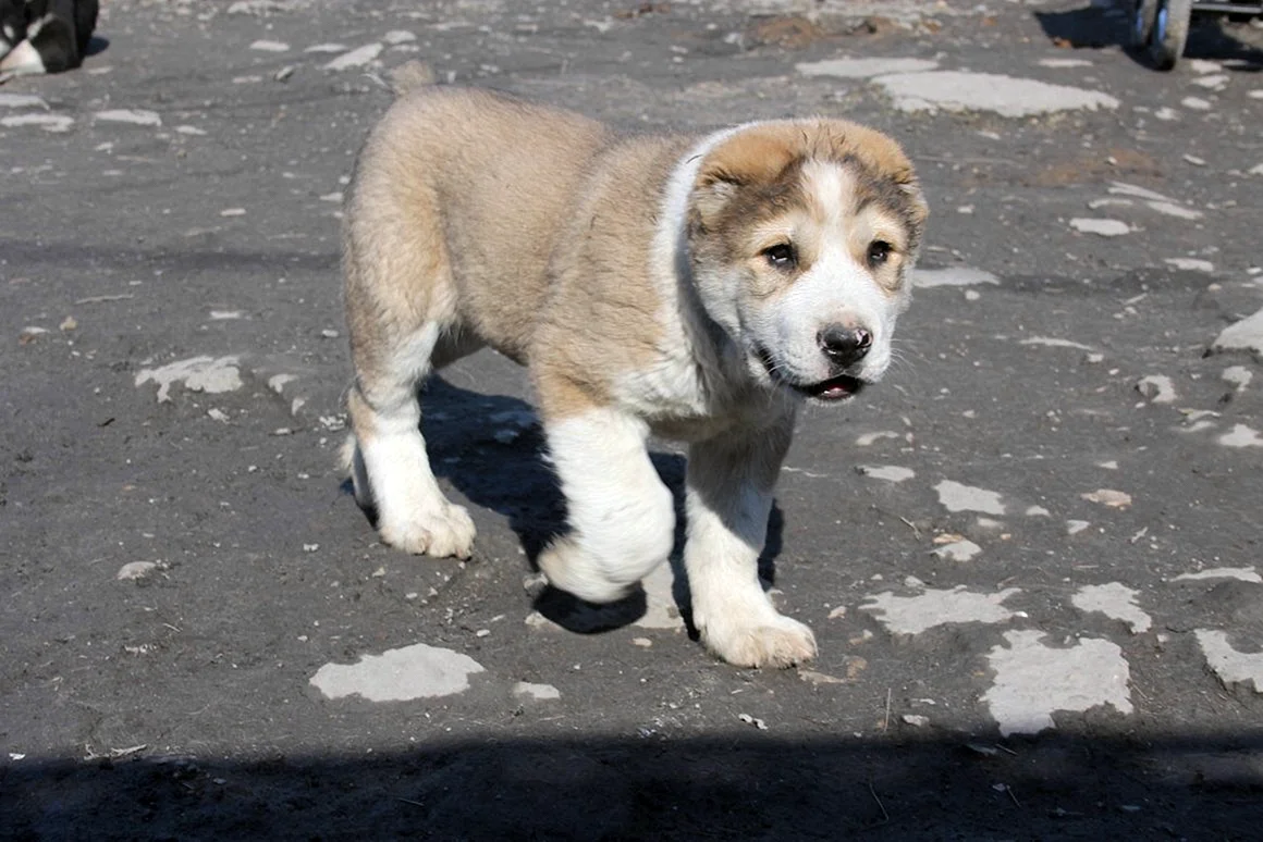 Сибирский алабай собака