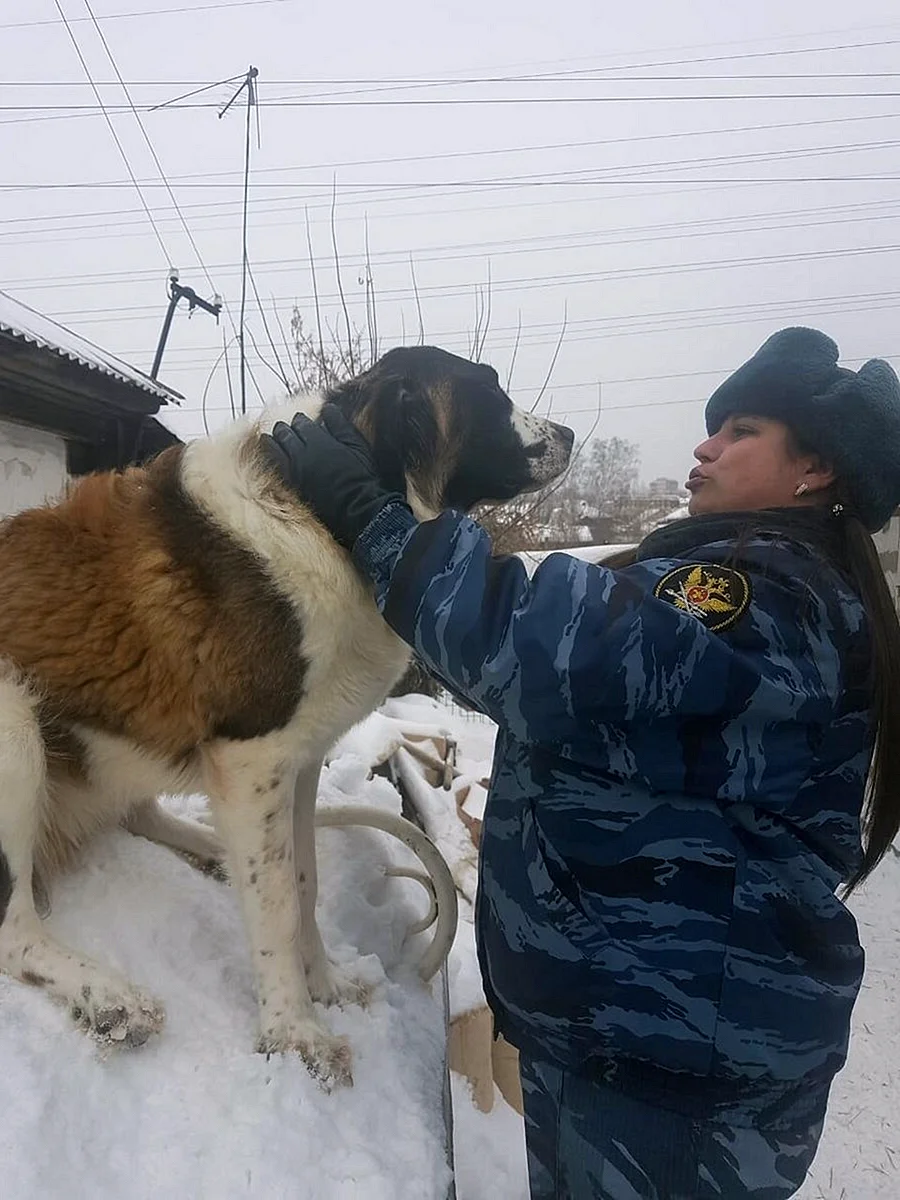 Сибирский алабай собака