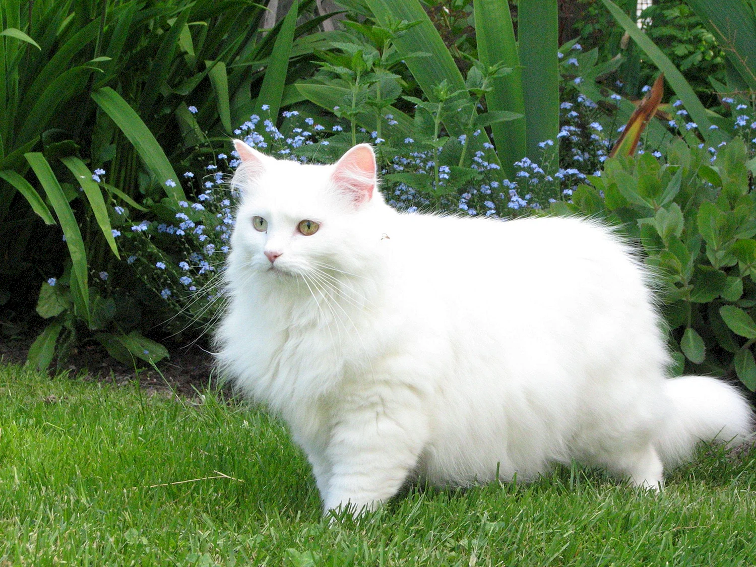 Сибирский белый Крысолов кошка
