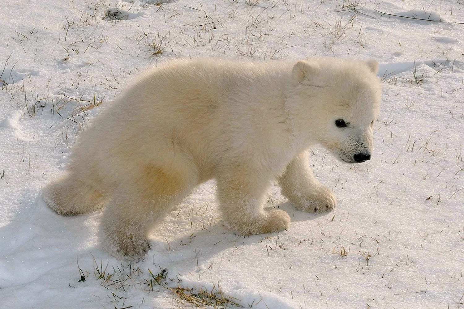 Сибирский белый медведь