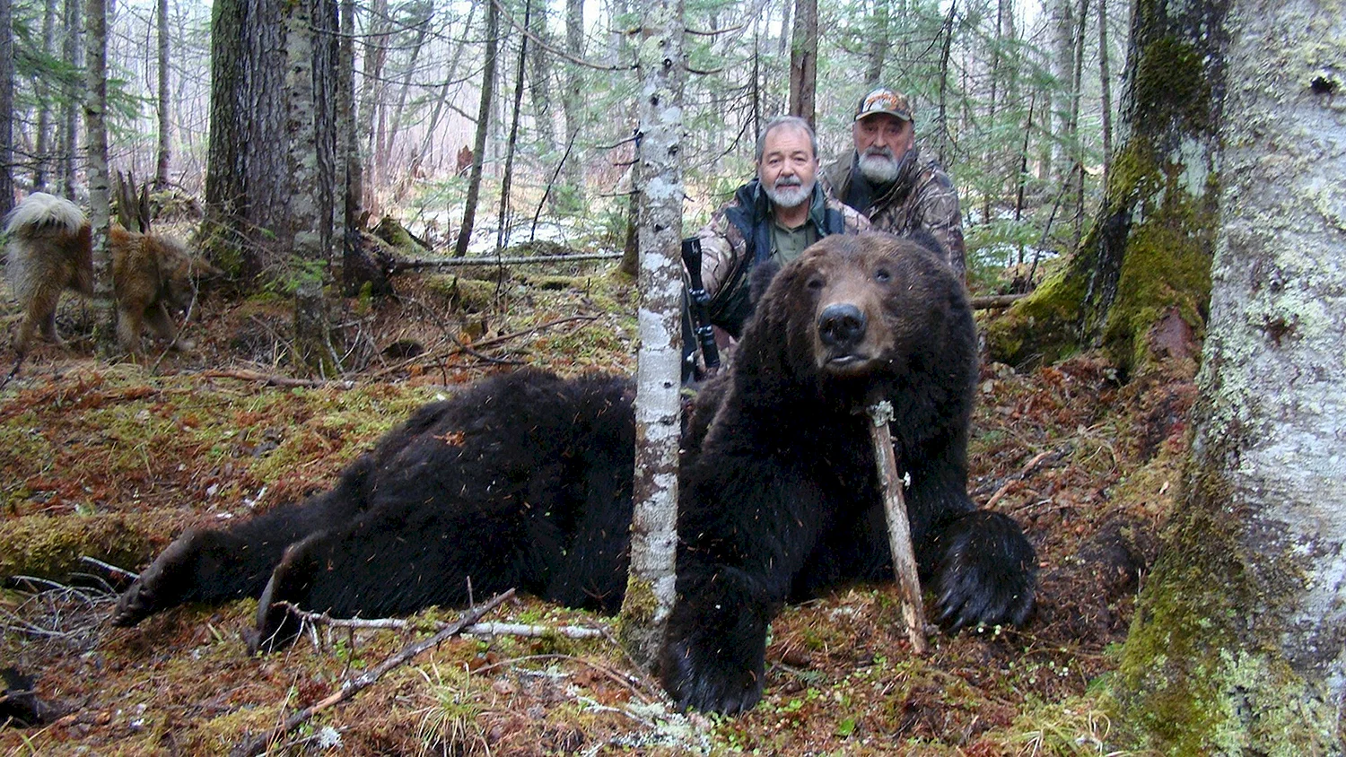 Сибирский бурый медведь вес