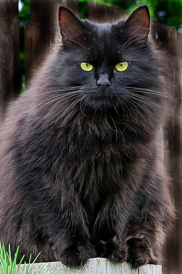 Сибирский длинношерстный черный кот