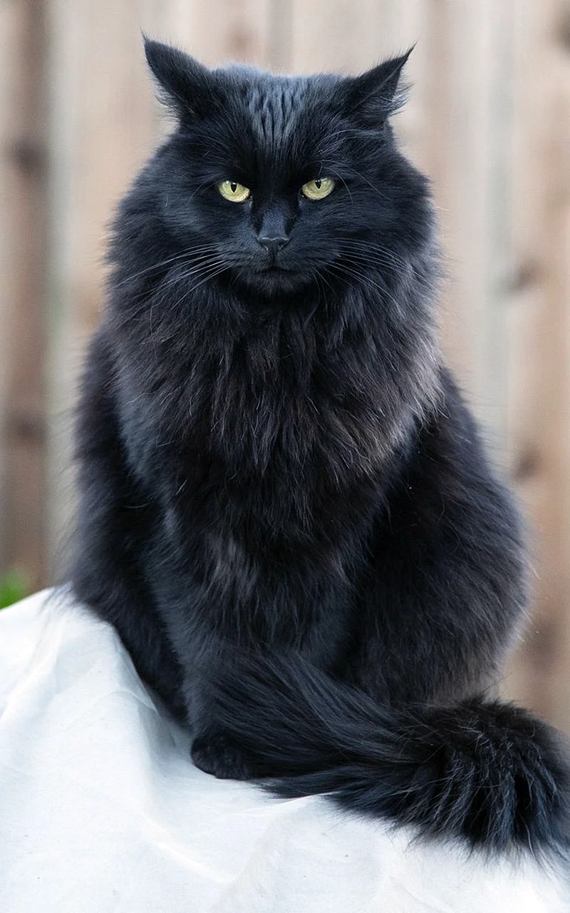 Сибирский длинношерстный черный кот