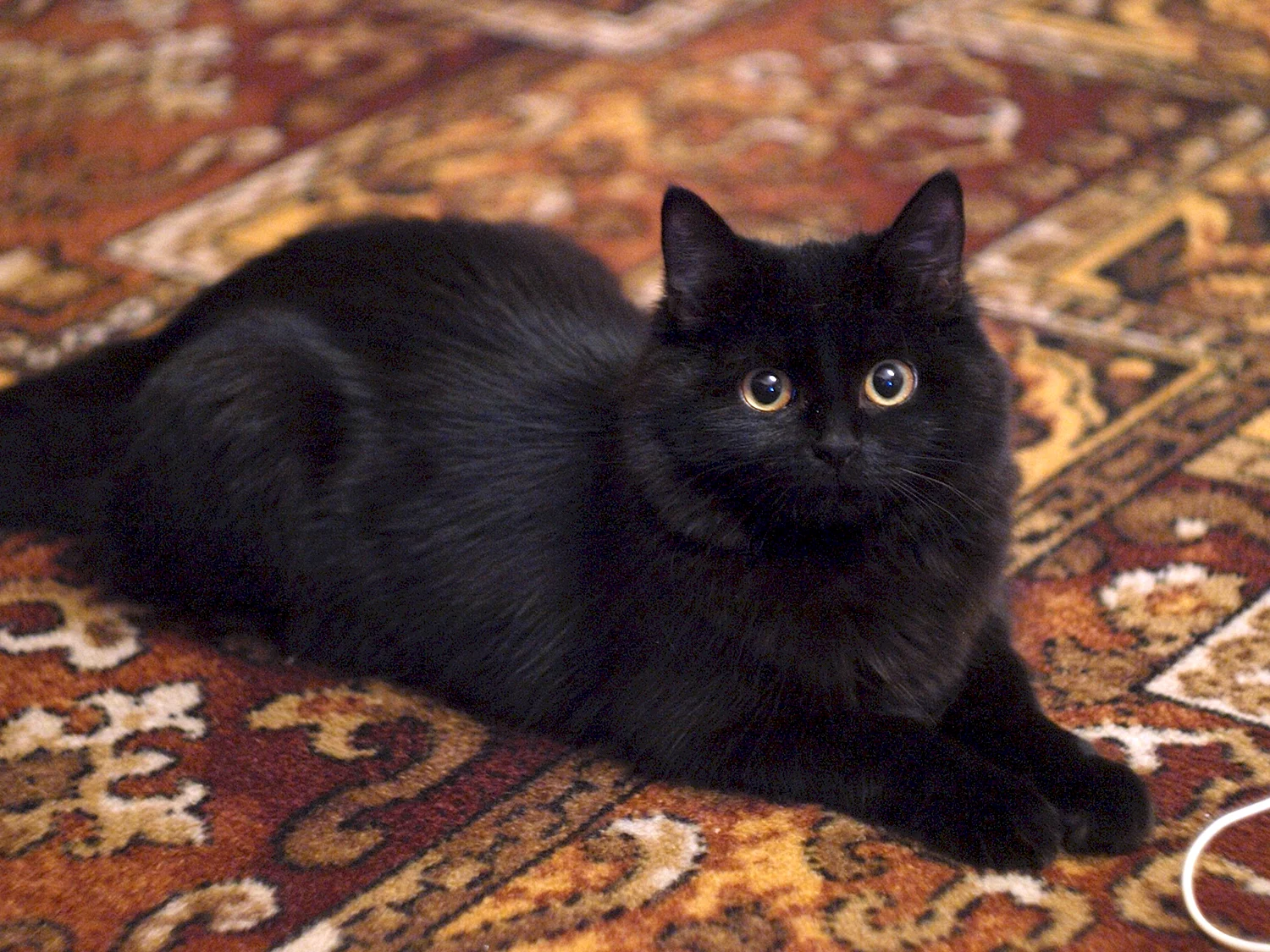 Сибирский гладкошерстный кот черный