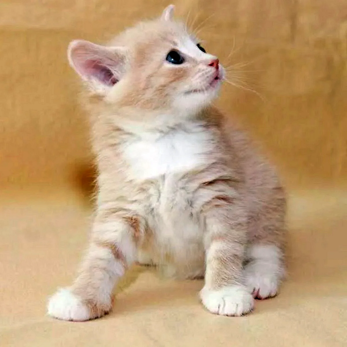 Сибирский гладкошерстный персиковый кот