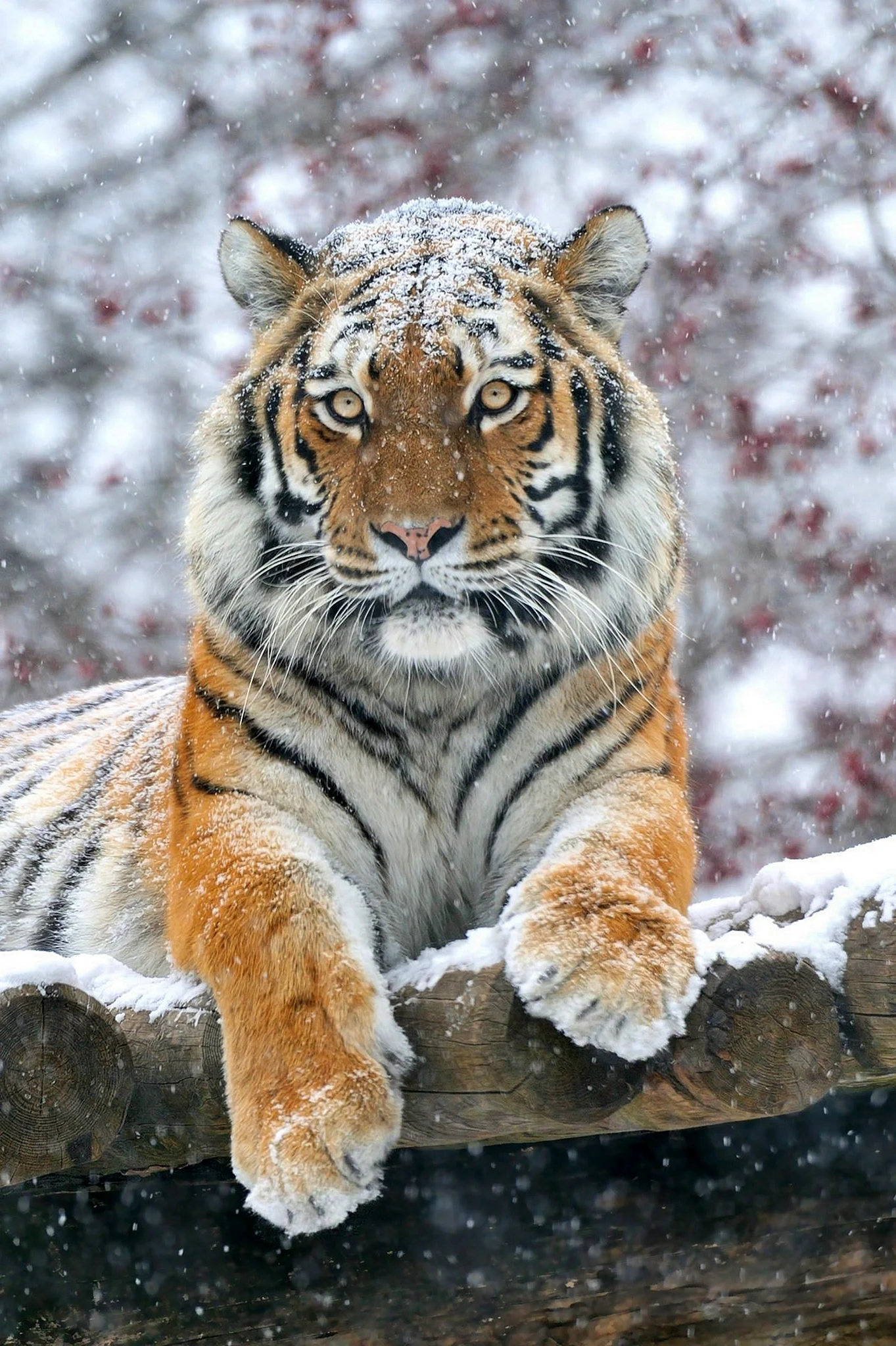 Сибирский и бенгальский тигр