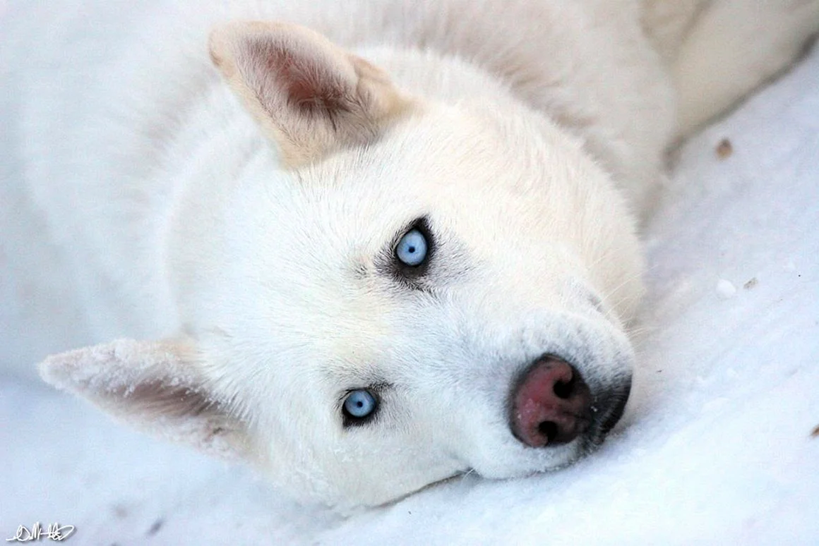 Сибирский хаски белый с голубыми глазами