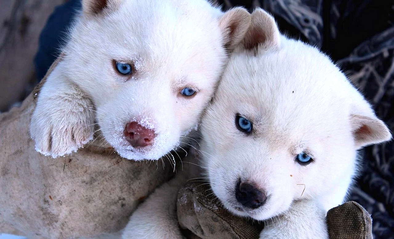 Сибирский хаски белый щенок