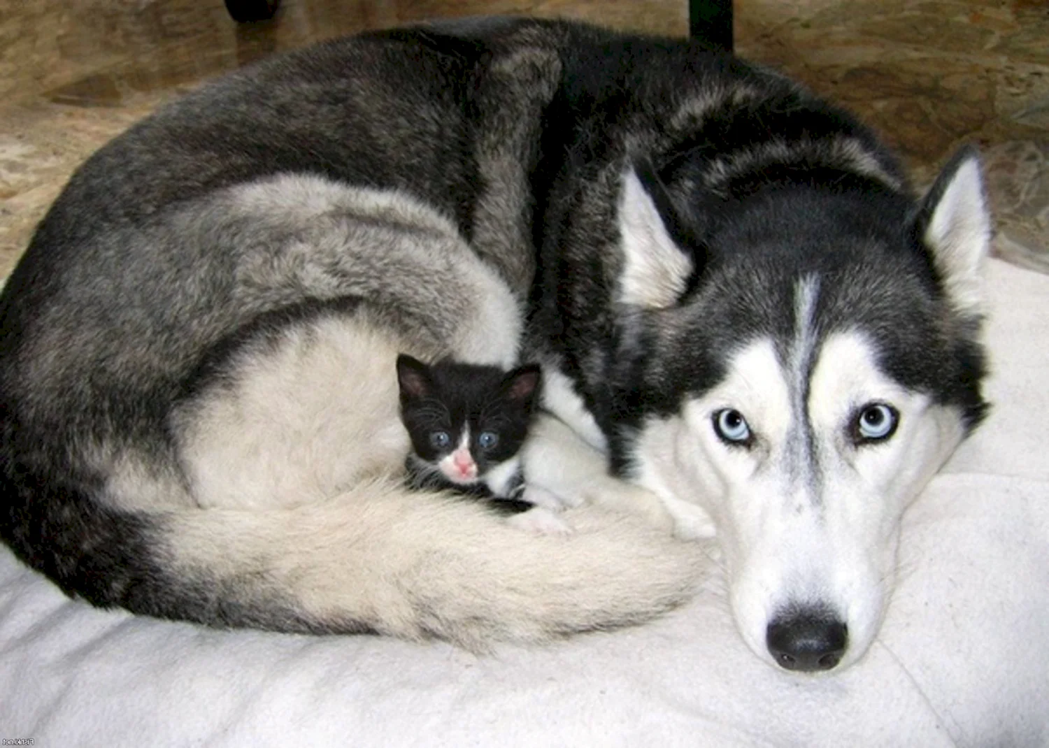 Сибирский хаски +кошка