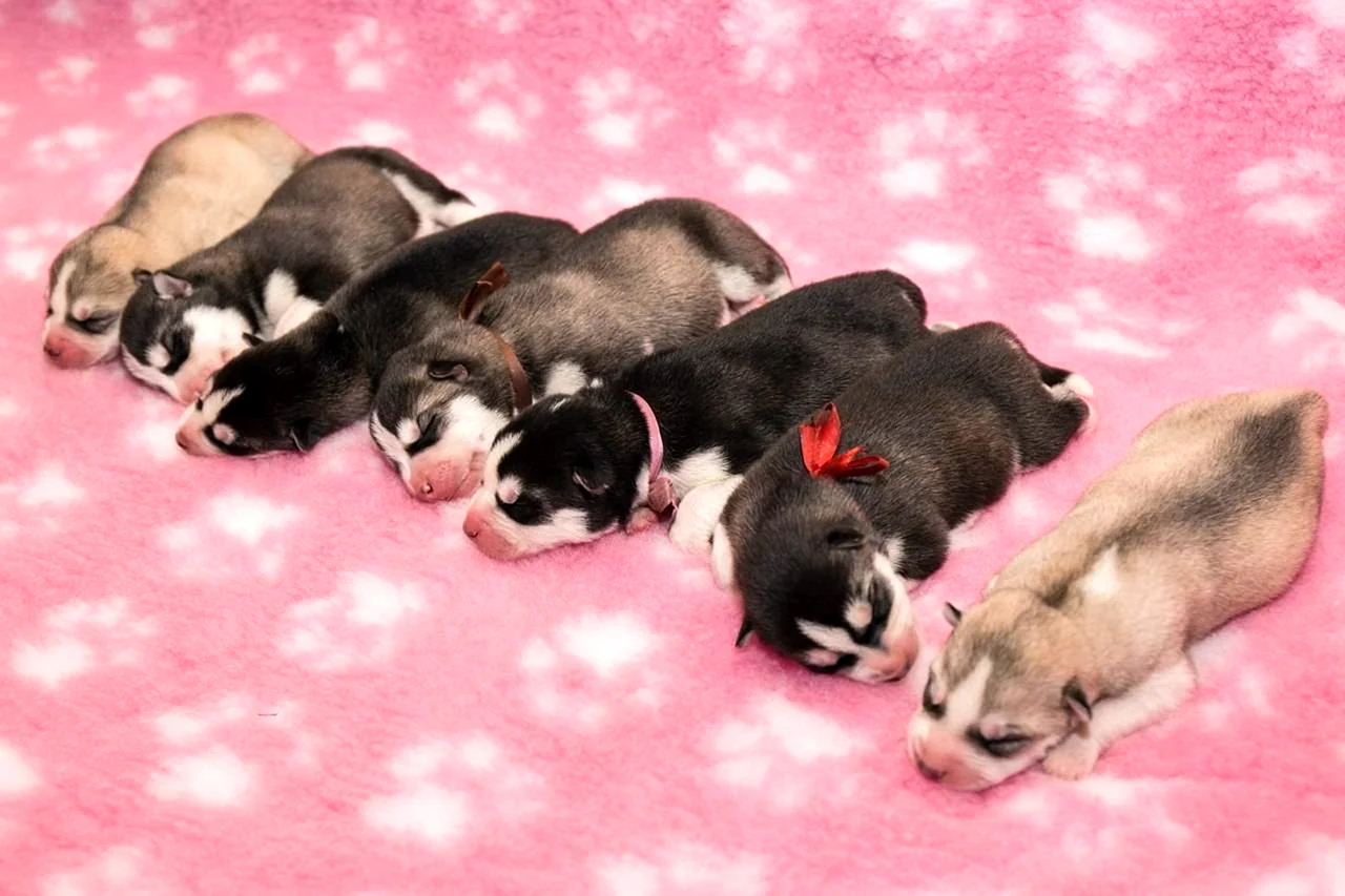 Сибирский хаски новорождённые щенки