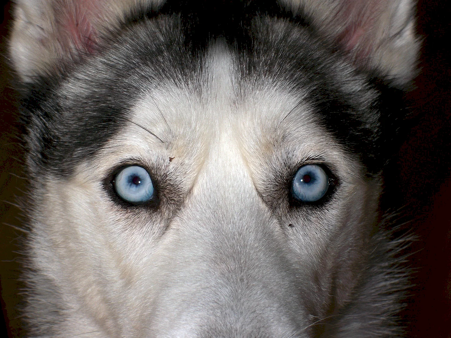 Сибирский хаски с голубыми глазами
