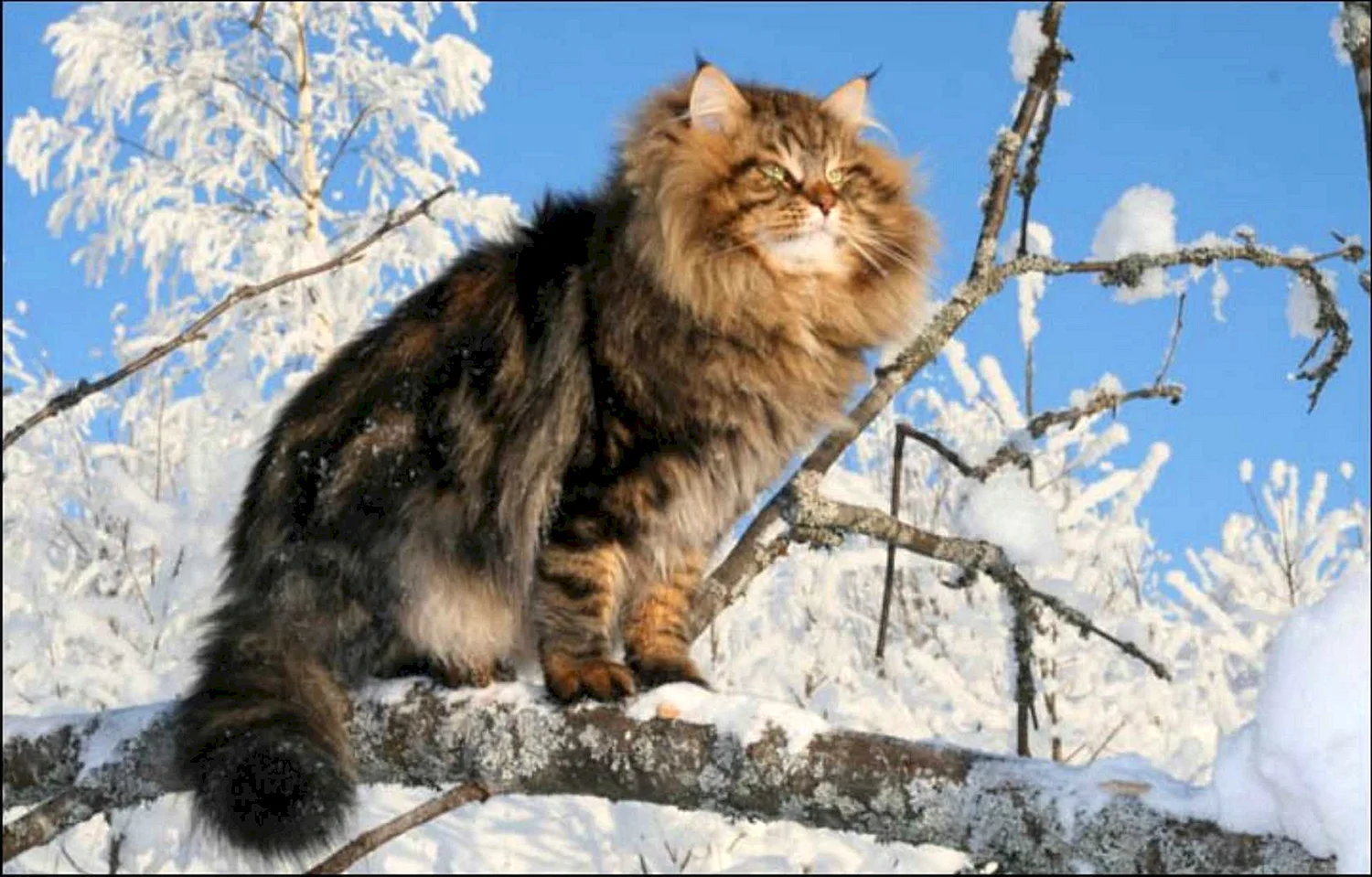Сибирский кот Барсик