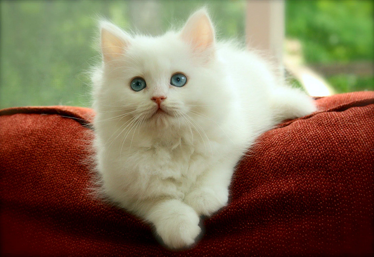 Сибирский кот белый