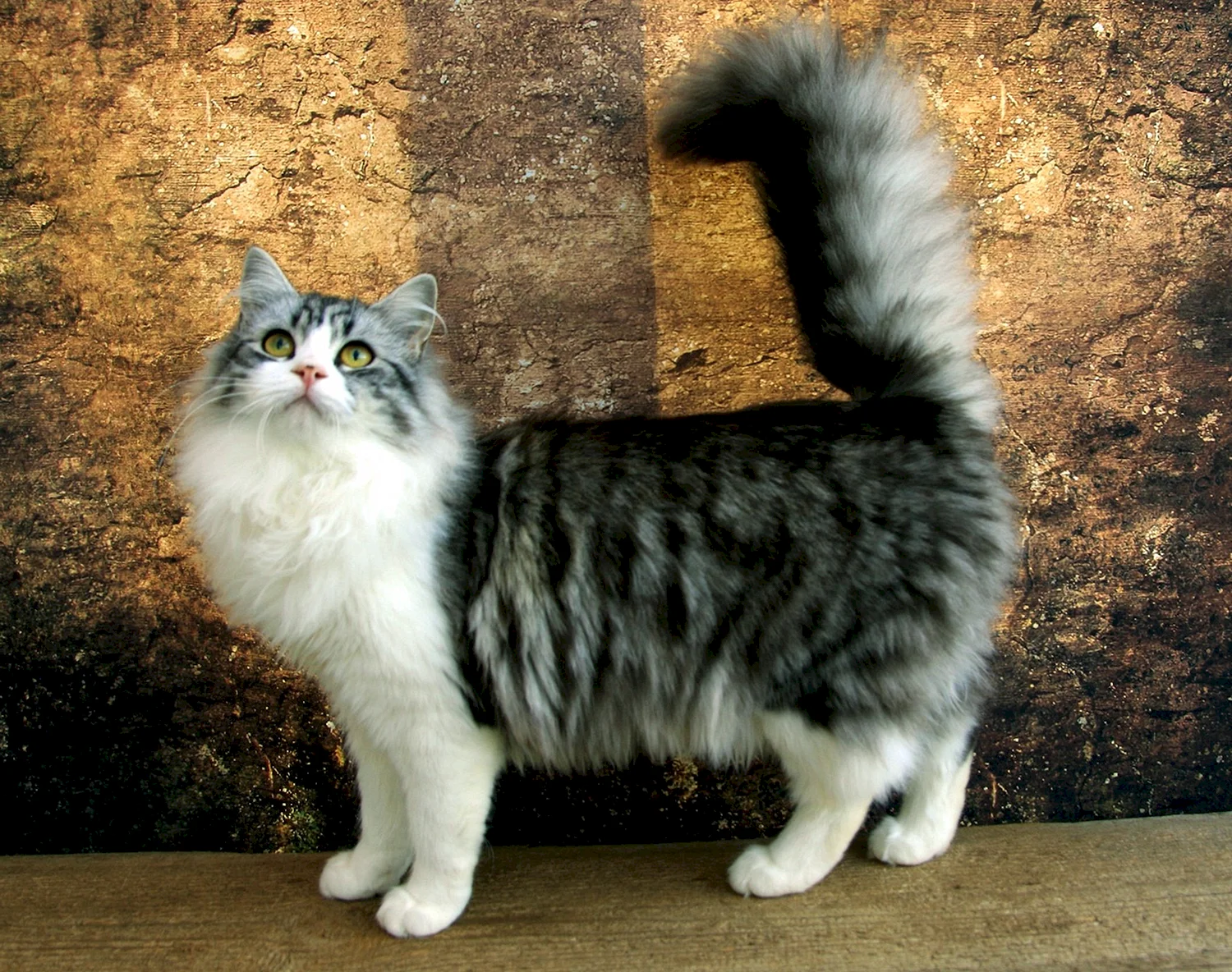 Сибирский кот биколор