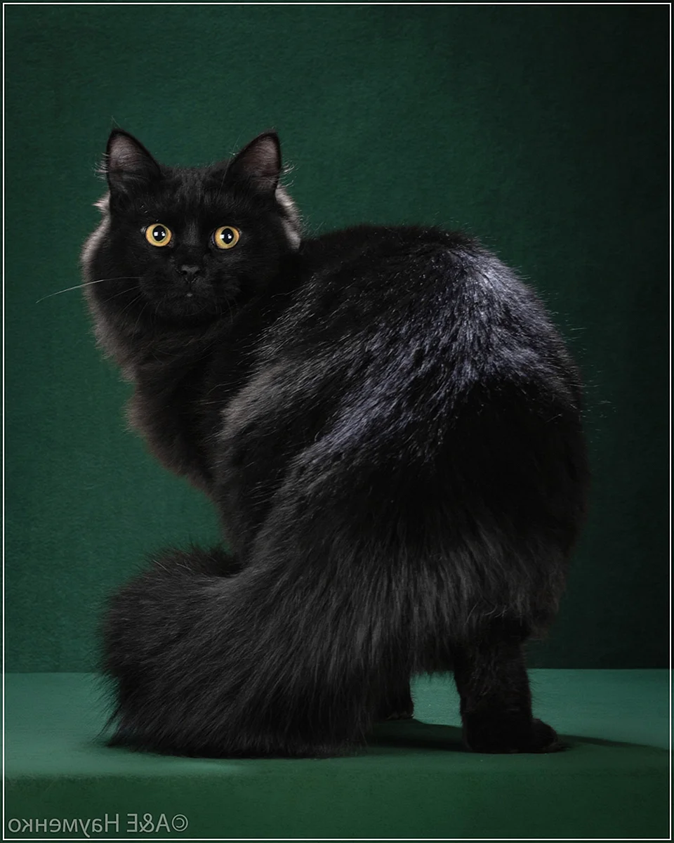 Сибирский кот черного окраса