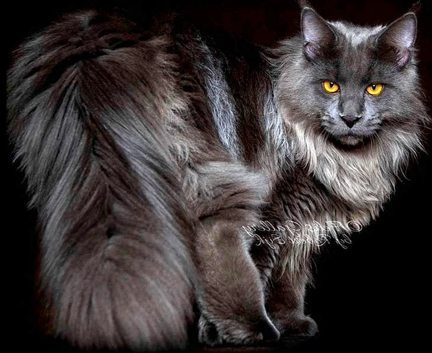 Сибирский кот черный дым