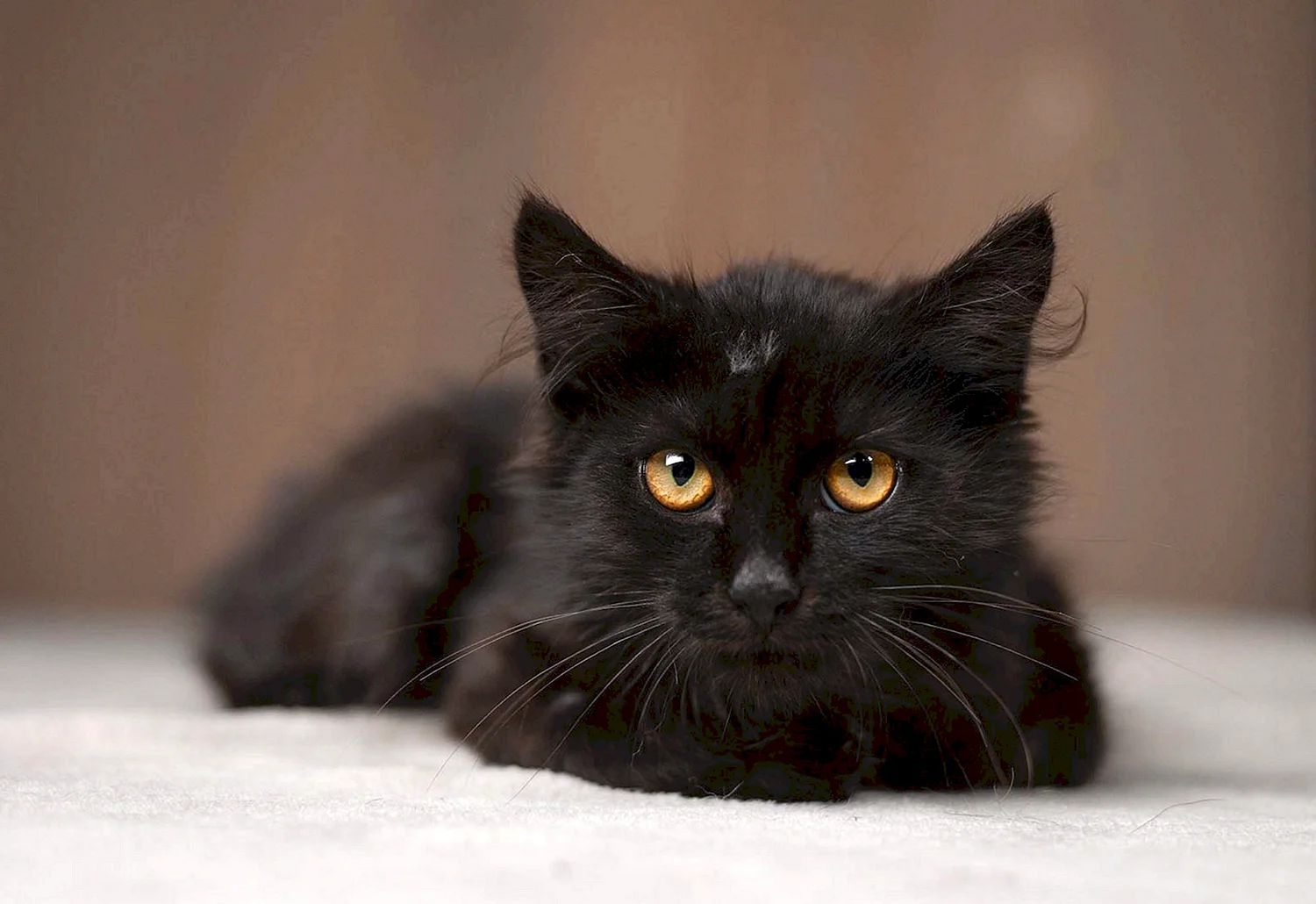 Сибирский кот черный метис