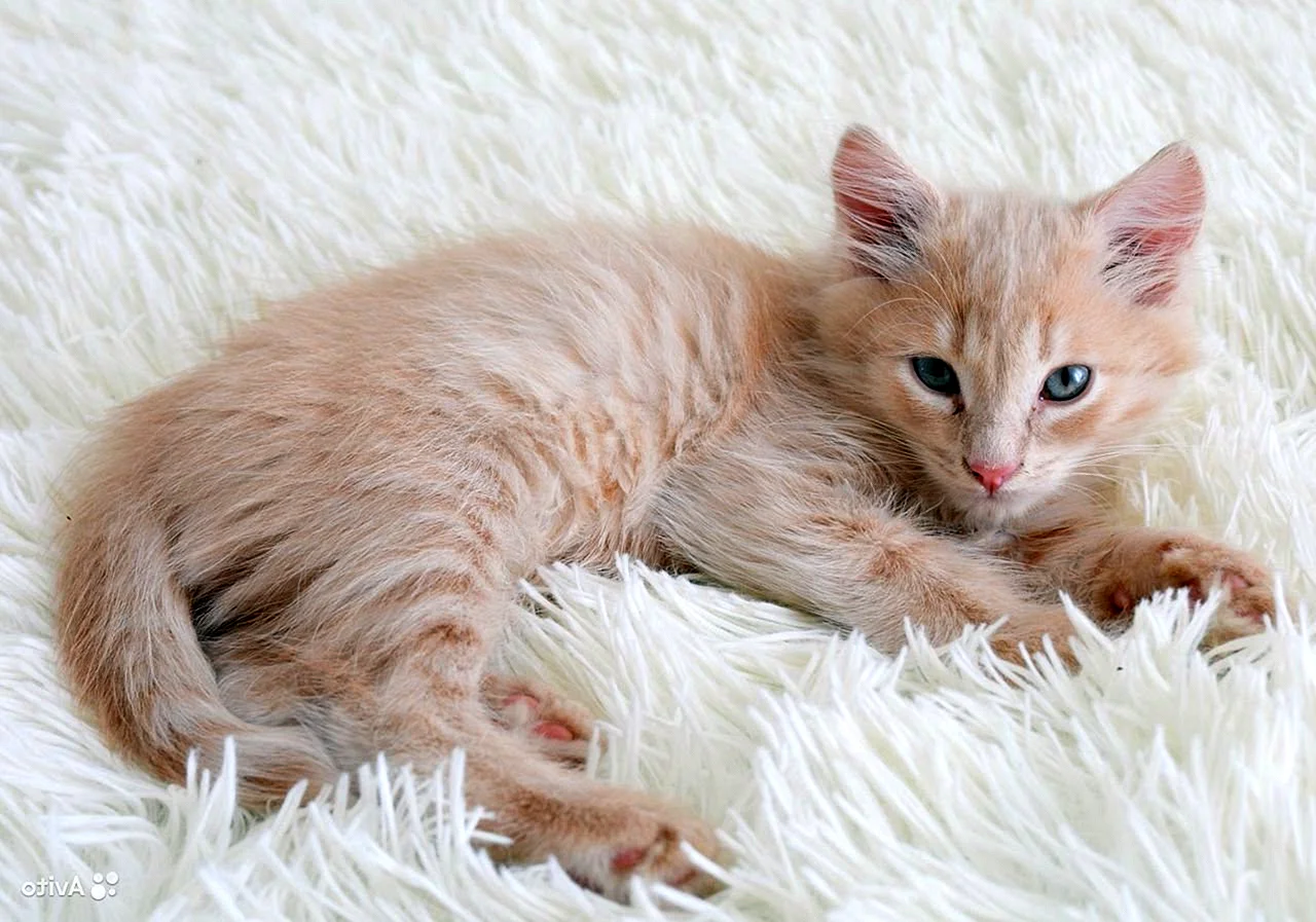 Сибирский кот персикового окраса