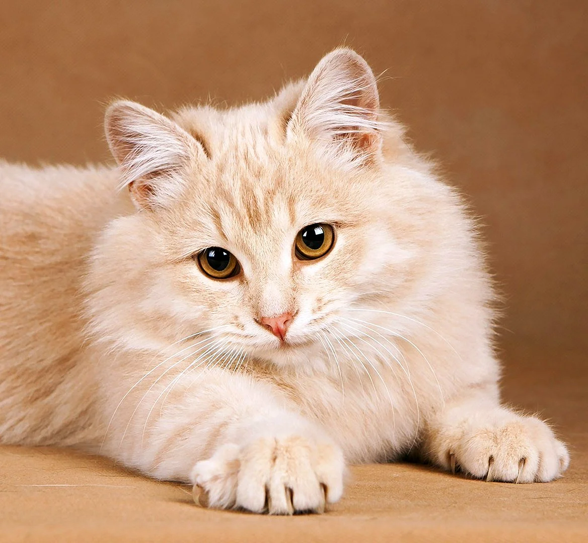 Сибирский кот персикового окраса