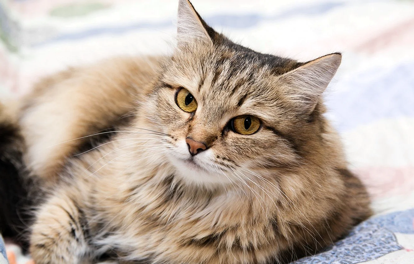 Сибирский кот полосатый